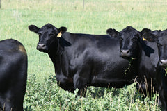 Lot 52: SAV Emblynette 8521 - Flush