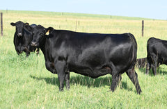Lot 52: SAV Emblynette 8521 - Flush