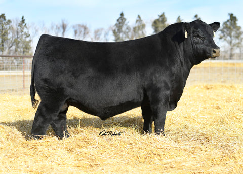 AVF Sara 1801 - 11 embryos