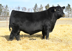 AVF Sara 1801 - 11 embryos