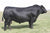 Lot 2: SAV Duke Girl 4444 - 3 Sexed (F)