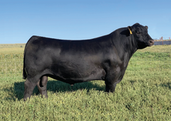 Lot 15: McKellar Brazen Pearl 3335 - 2 Embryos