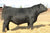 Lot 1: SAV Blackcap May 0588 (Regard)