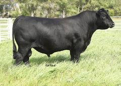 SG Salvation - 2 units