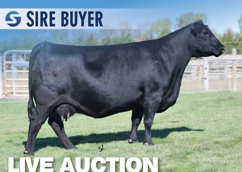 Lot 23: S&R Ms Thunder 422 - (3 Embryos)