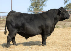 Lot 4: SAV Madame Pride 3001