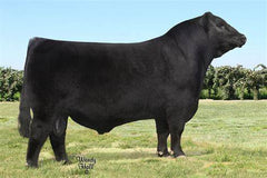 Lot 15: EXAR Blackbird 0698