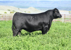 Lot 18: Coleman Donna 439