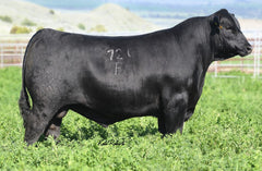 Lot 1: Coleman Donna 439 - (Sitz Accomplishment 720F)