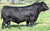 Lot 14: Mohnen Coquette 1126 - 2 Embryos