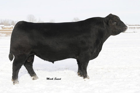 Sitz Upward 307R - 10 units