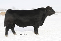 Sitz Upward 307R - 10 units