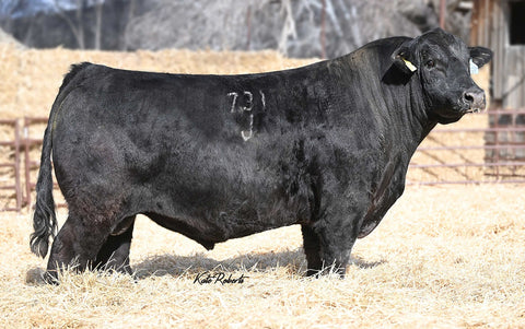 AVF Sara 1801 - 1 embryo