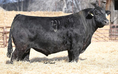 AVF Sara 1801 - 1 embryo