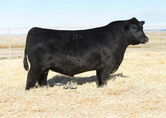 Lot 8: SAC Blackcap May 7316 - 3 Embryos