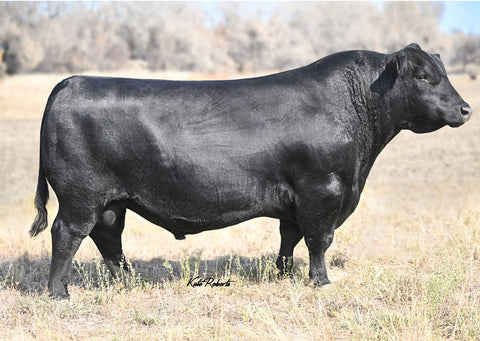 Lot 19: Kern Lady (FHCC Majority)