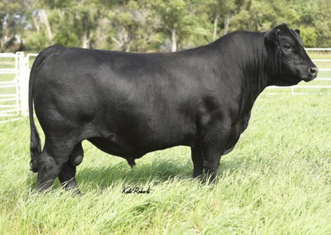 Lot 13: Vermilion Lass 0500 (SG Salvation)