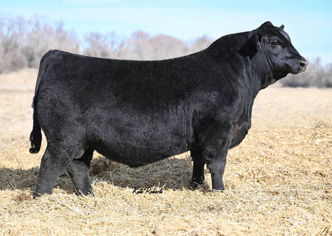 Lot 17: Kern Lady (Ellingson Prosper)