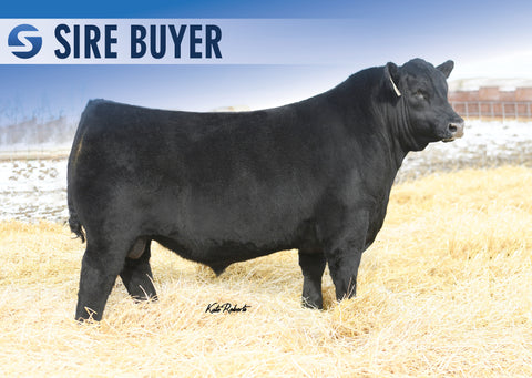 Lot 25:  Brookdale Jodie 260 (Embryos)