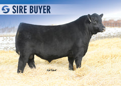 Lot 25:  Brookdale Jodie 260 (Embryos)