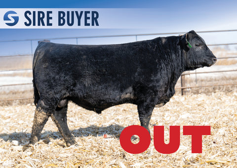 Lot 6: Stock Renown 3016