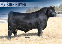 Lot 1: VDAR Rosetta 6436 - 3 Sexed (F)