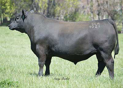 Spring Cove Reno - 2 units