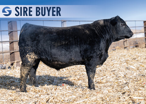 Lot 7: Stock Renown 3017