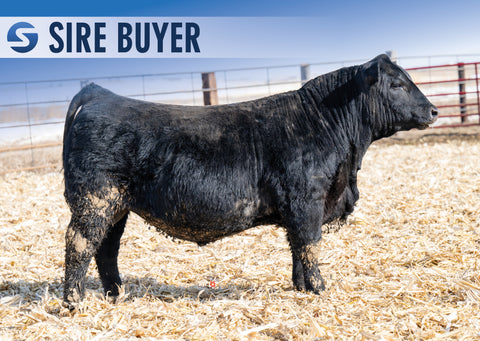 Lot 3: Stock Showman 3002