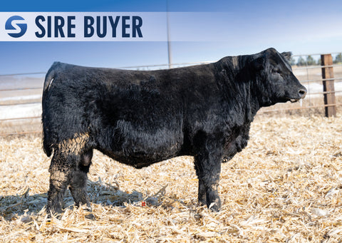 Lot 2: Stock Showman 3005