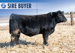 Lot 2: Stock Showman 3005