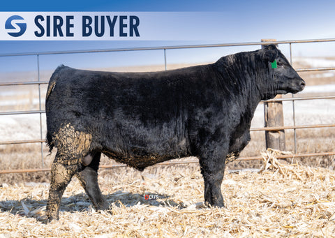 Lot 1: Stock Showman 3015
