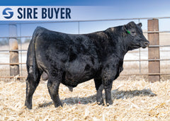 Lot 10: Stock Showman 3024