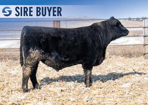 Lot 11: Stock Showman 3035