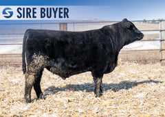 Lot 11: Stock Showman 3035