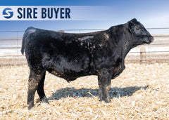 Lot 9: Stock Showman 3043