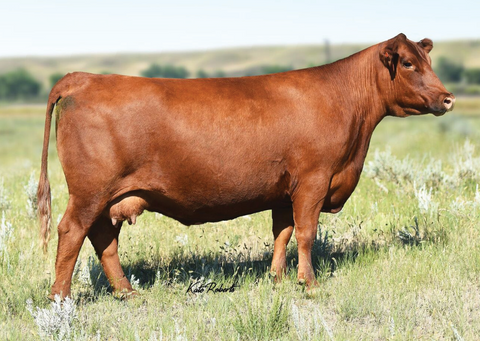 Lot 13:  TBJR Crystal 467