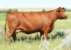 Lot 6:  TBJR Dina 306