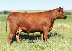 Lot 2:  TBJR Miss Sensation 407