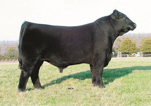 TC Freedom - 2 units