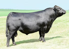 Lot 24: JVC Henrietta 333 (T/D Doc Ryan)