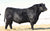 Lot 15: SAV Emblynette 7592 - 3 Embryos