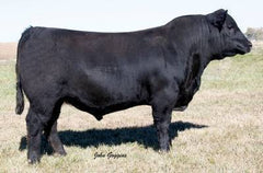 Lot 3: Coleman Chloe 975 (Vermilion Spur E870)