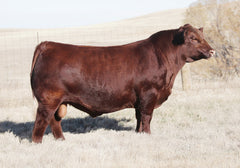 Lot 7:  BJR Primrose 41B