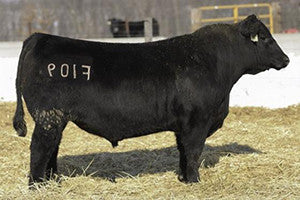 Woodhill Relevance F109 - 5 units