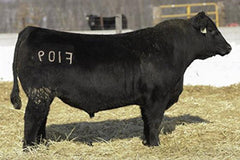 Woodhill Relevance F109 - 5 units