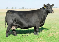 Lot 25: ZH Uptown Girl 831