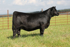 Lot 11: Pine Coulee Patsy A13 - 3 Embryos