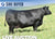 Lot 5: SAV Blackcap May 0588 (3 embryos)