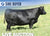 Lot 6: SAV Blackcap May 0592 (3 embryos)